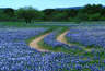 Bluebonnets