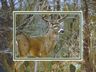 10 point Buck in the trees