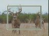 13 point Buck with an 8 pointer