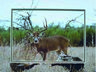 9 Point Buck with turkeys
