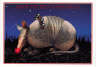 Armadillo with Red Nose Christmas Card