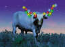 Steer with lights Christmas Card