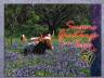 1060206 Seasons Greetings from Texas